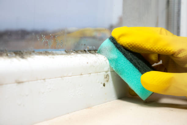 Reliable Tower City, PA Mold Remediation Solutions